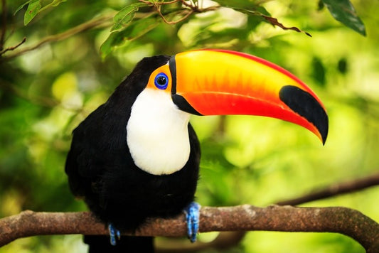 Rainforest tucan