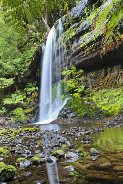 Rainforest cascade