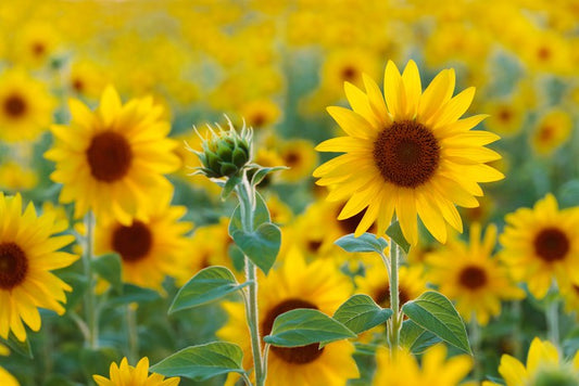 Sunflower field