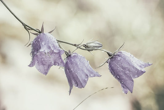 Bellflower beauty