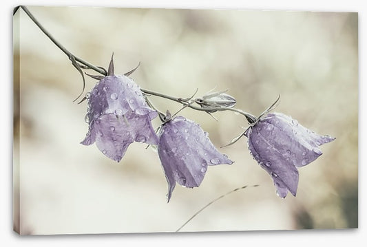 Bellflower beauty