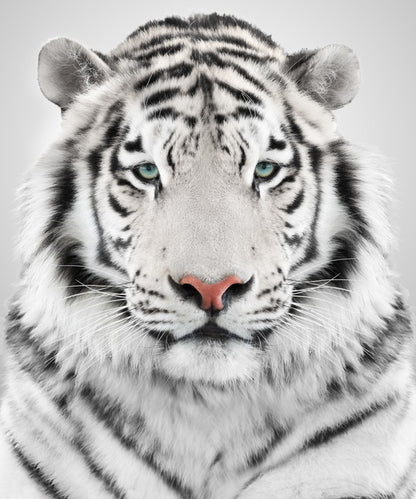 White tiger