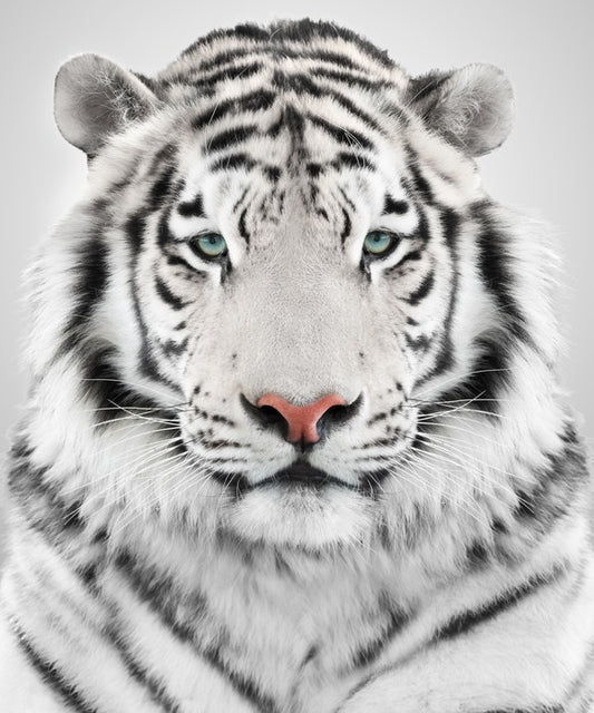 White tiger