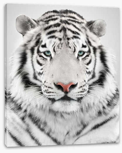 White tiger
