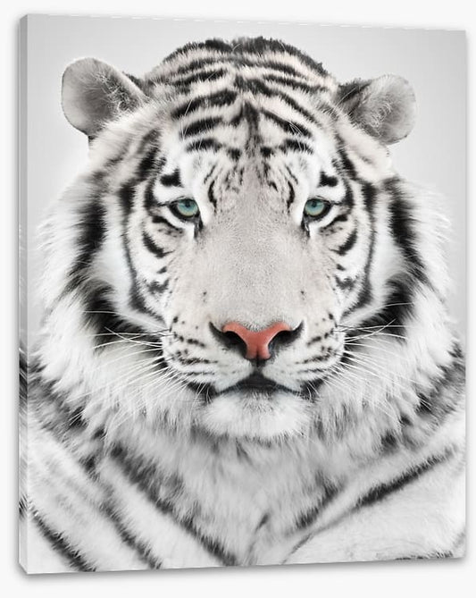 White tiger