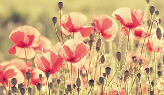 Poppy days
