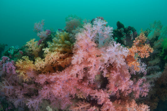 Soft coral sea