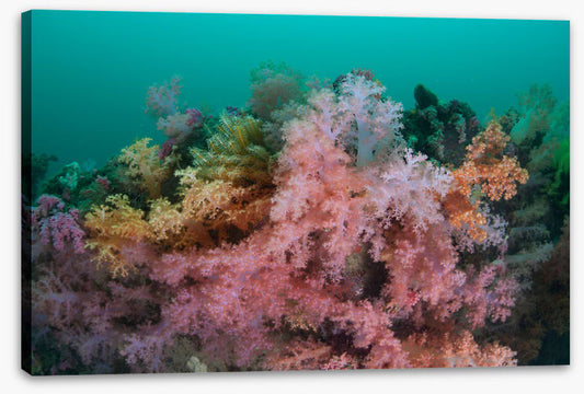 Soft coral sea