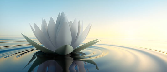 Lotus on the lake