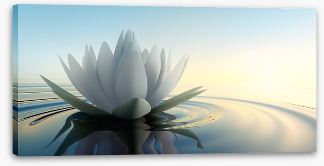 Lotus on the lake