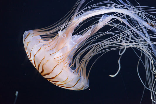 One jellyfish