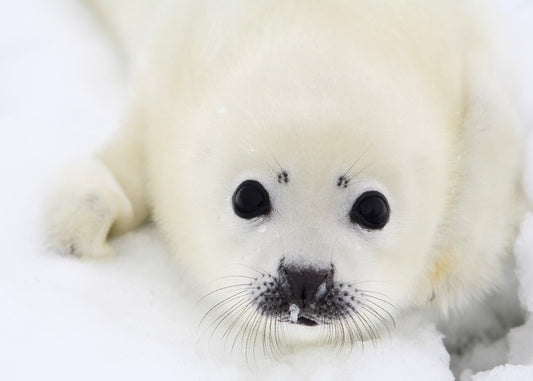 Baby harp seal pup