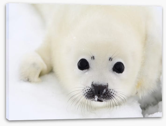 Baby harp seal pup