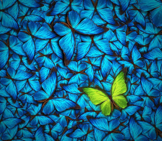 One yellow butterfly