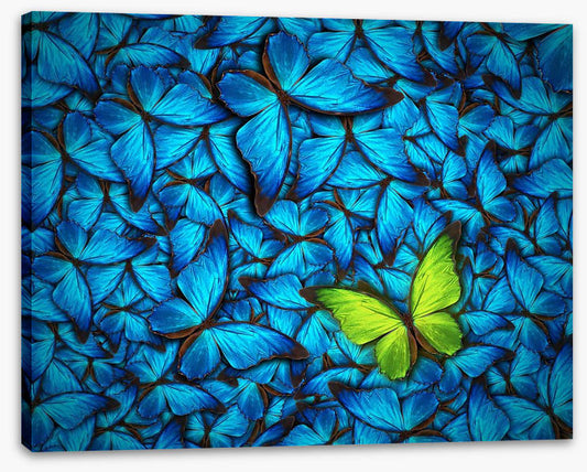 One yellow butterfly