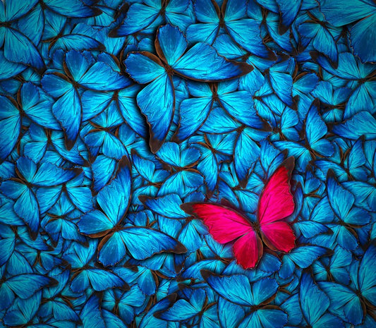 One pink butterfly