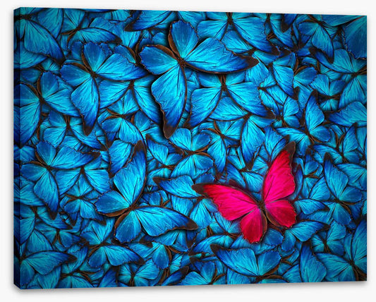 One pink butterfly