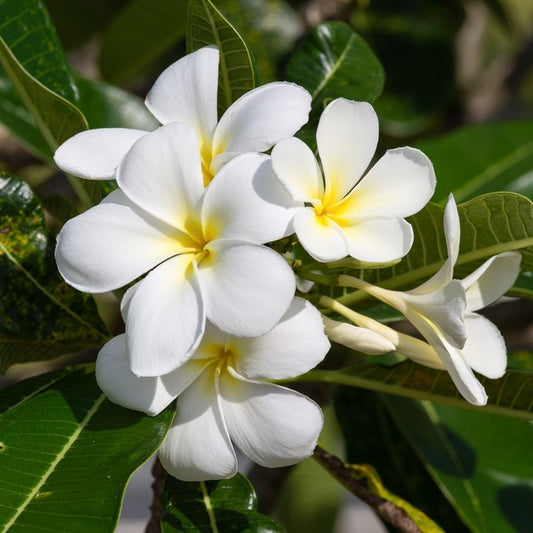 White Frangipani in full bloom