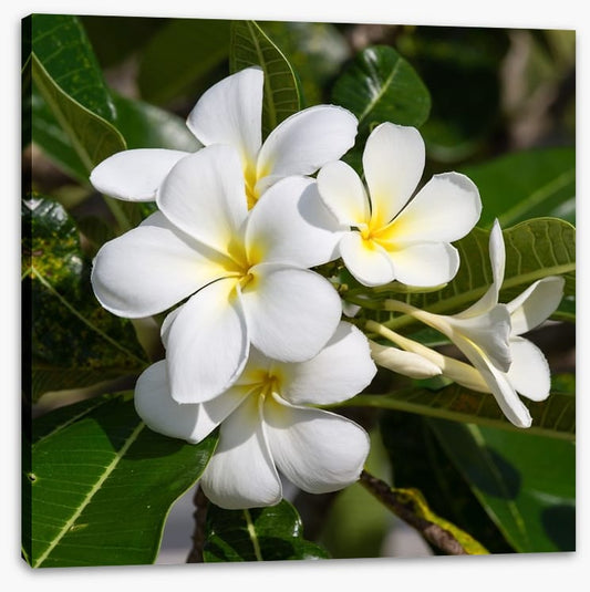 White Frangipani in full bloom