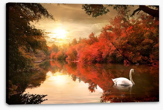 Autumn swan