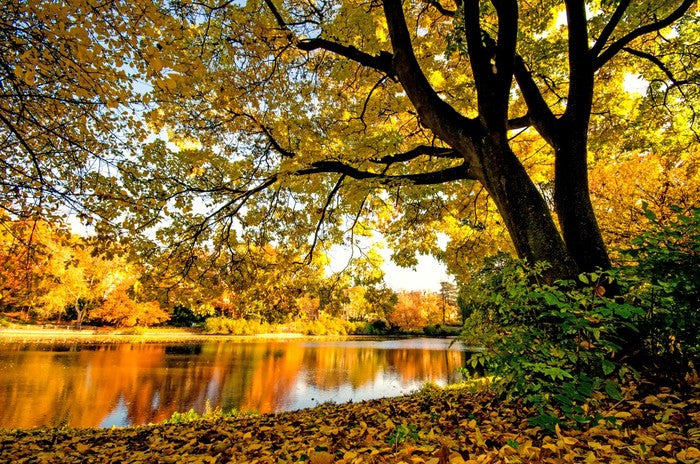 Autumn park glow