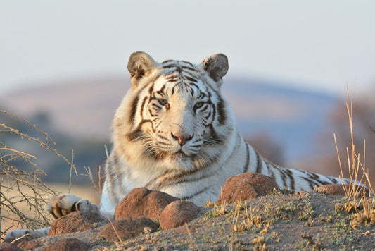 White tiger in the wild