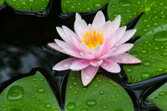 Floating lotus