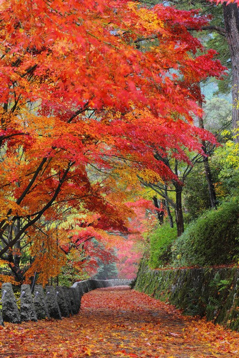Maple promenade