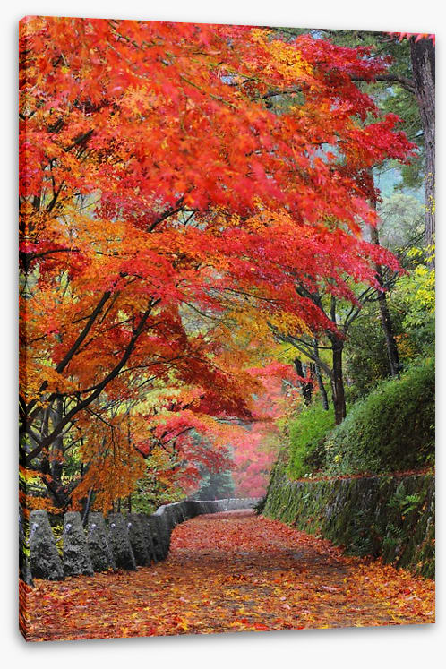 Maple promenade