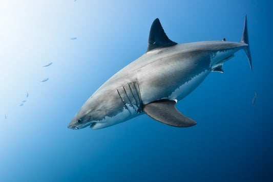 Great White plunge
