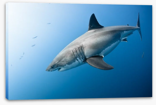 Great White plunge