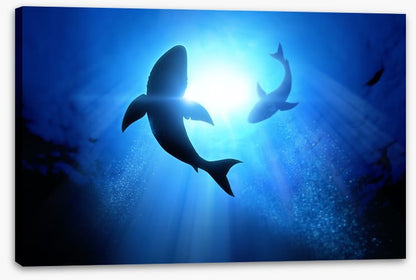 Circling Great Whites