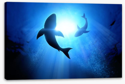 Circling Great Whites