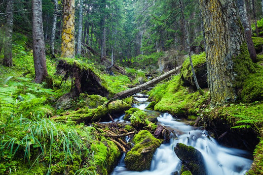 Vibrant forest stream