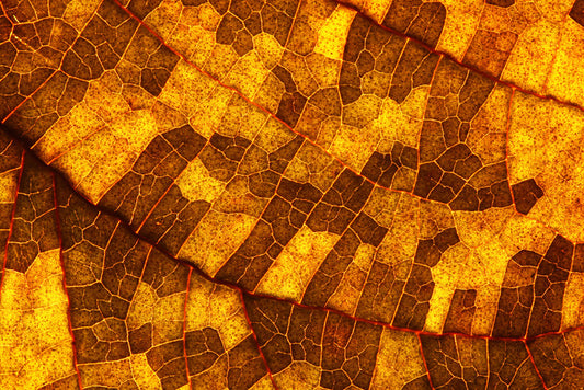 Skeleton leaf gold