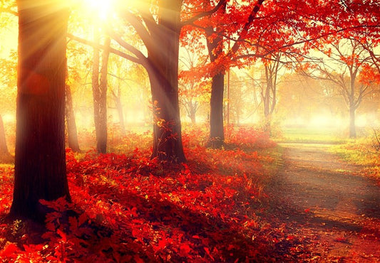 Autumn park sunlight