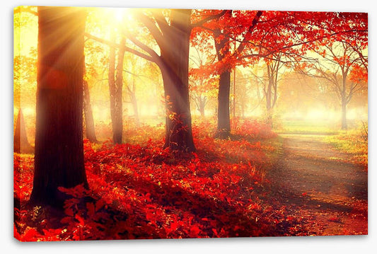 Autumn park sunlight