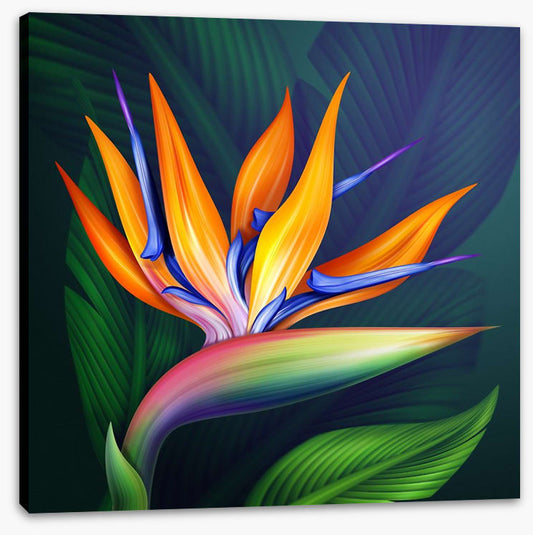 Bird of paradise