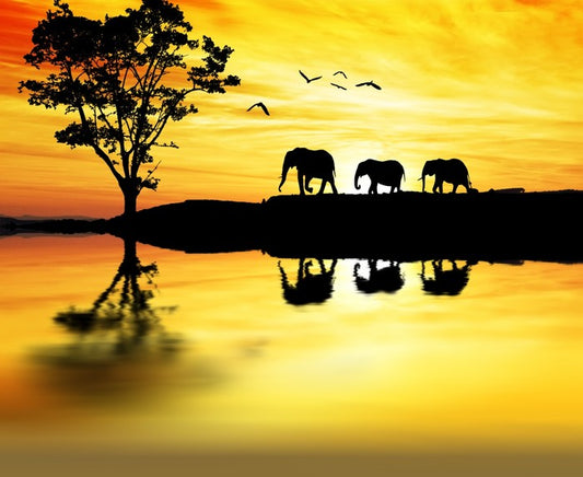 Elephant safari