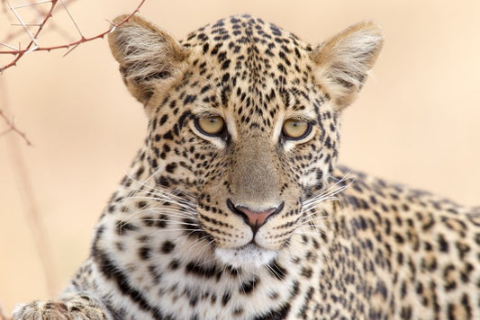Serengeti stare