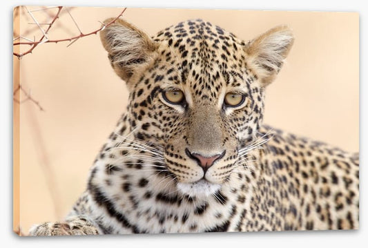 Serengeti stare