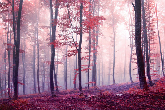Mist and mystery