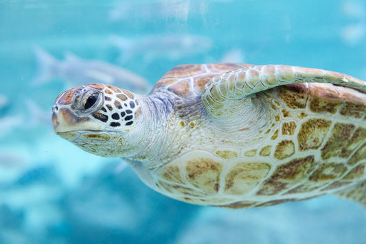 Sea turtle side eye