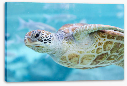 Sea turtle side eye