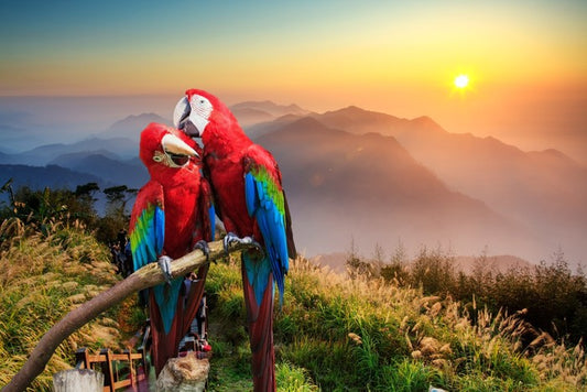 Mountain Macaw