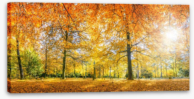 Sunlight in the Autumn forest