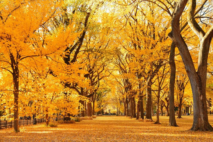 Fall in Central Park