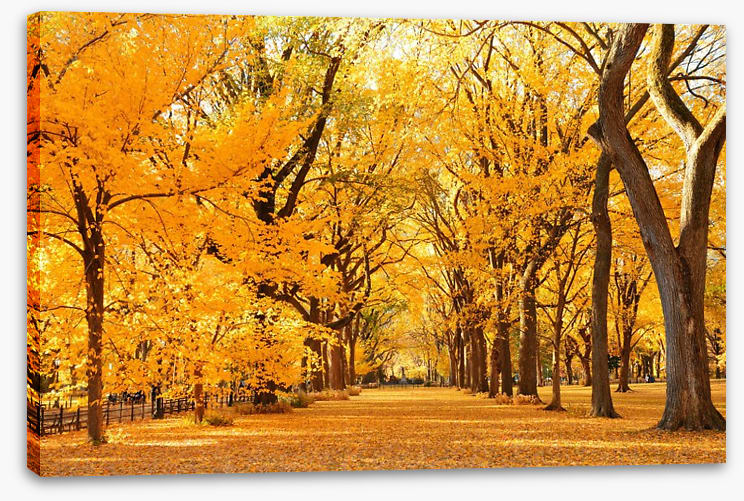 Fall in Central Park
