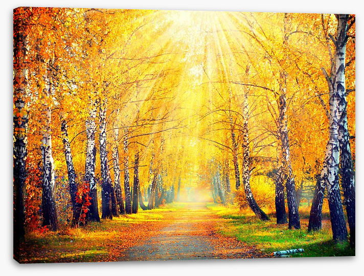 Golden sunbeam path