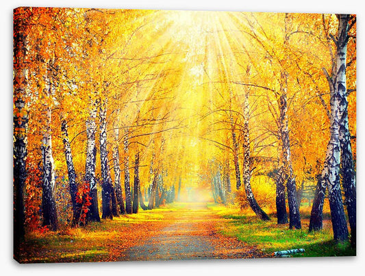 Golden sunbeam path